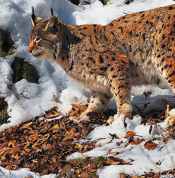 Kniha  VLTAVA - Libor Svacek  - vydani 1 , rok 2011 Photographer: Libor Svacek; box fotosvacek cz; Mobile: +420 602428001; 